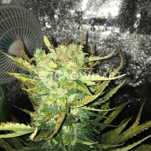KALASHNIKOVA-AUTO_Autoflowering_semínka_konopí