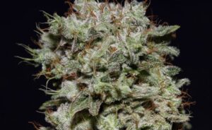 Green House Seed - KALASHNIKOVA | Feminized cannabis seeds - Image 10