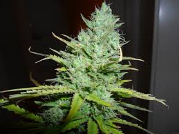 Green House Seed - KALASHNIKOVA | Feminized cannabis seeds - Image 7