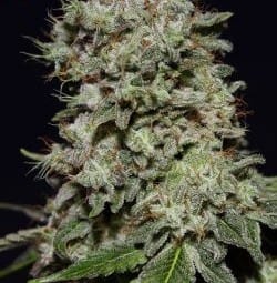 Green House Seed - KALASHNIKOVA | Feminized cannabis seeds - Image 9