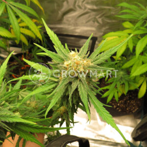 Katyusha_Feminizovaná_semínka_konopí