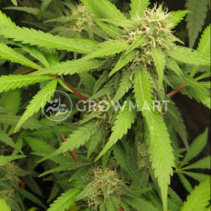 Katyusha_Feminizovaná_semínka_konopí