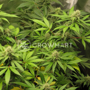 Katyusha_Feminizovaná_semínka_konopí