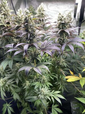 King_Louis_Garcia_seminka_konopi