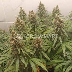 Cleopatra_feminizovana_seminka_konopi