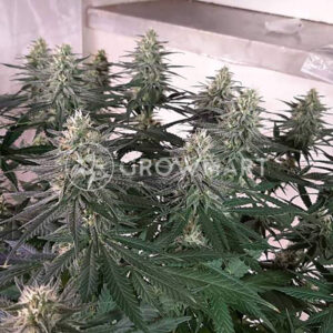 LEMON-SKUNK_Feminizovaná_semínka_konopí
