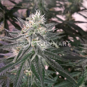 LEMON-SKUNK_Feminizovaná_semínka_konopí