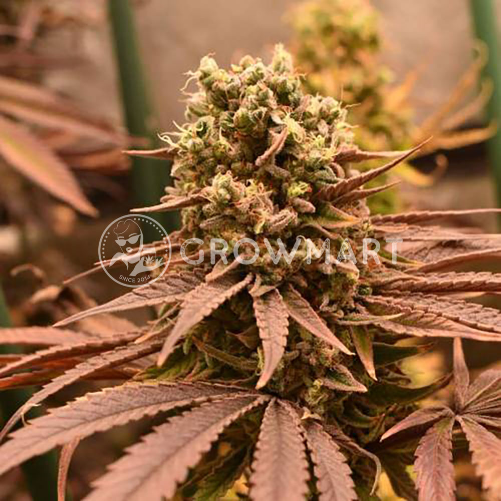 LEMON-SKUNK_Feminizovaná_semínka_konopí