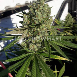 LEMON-SKUNK_Feminizovaná_semínka_konopí