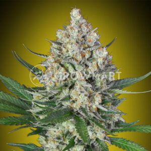 LEMON_OG_Seminka_Konopi