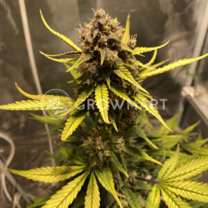 LSD-25_Auto_Autoflowering_semínka_konopí