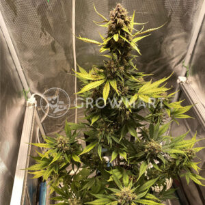 LSD-25_Auto_Autoflowering_semínka_konopí