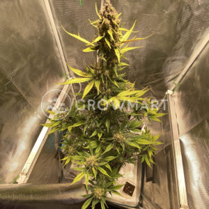 LSD-25_Auto_Autoflowering_semínka_konopí