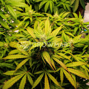 LSD_Auto_Autoflowering_semínka_konopí