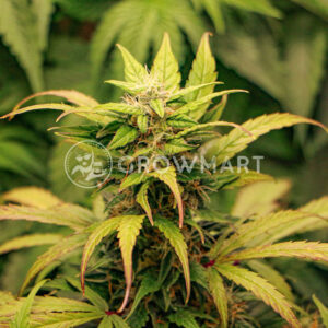LSD_Auto_Autoflowering_semínka_konopí