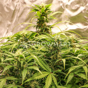 LSD_Auto_Autoflowering_semínka_konopí