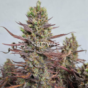 Larry_Lemon_OG_Auto_seminka_konopi