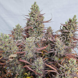 Larry_Lemon_OG_Auto_seminka_konopi