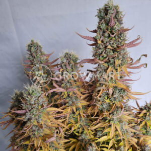Larry_Lemon_OG_Auto_seminka_konopi