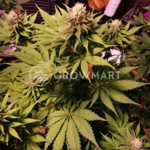 Lavanda_Cream_Feminizovaná_semínka_konopí