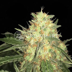 Legends_gold_Feminizovane_seminka_konopi