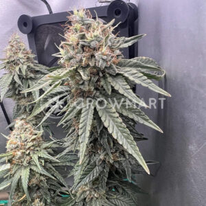 Lemon_Drizzle_seminka_konopi