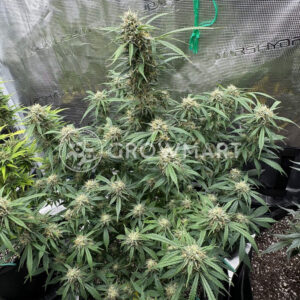 Lemon_Haze_Auto_seminka_konopi