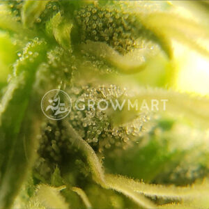 Lemon_Haze_Auto_seminka_konopi