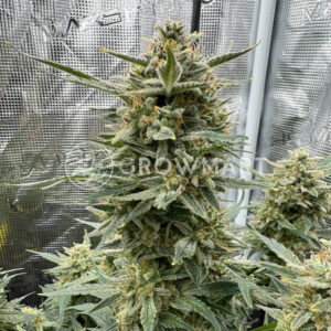 Lemon_Haze_Auto_seminka_konopi