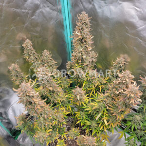 Lemon_Pie_Auto_seminka_konopi