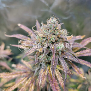 Lemon_Pie_Auto_seminka_konopi