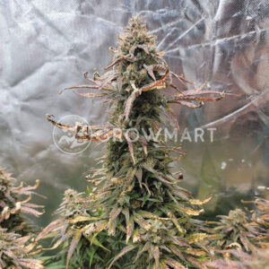 Lemon_Pie_Auto_seminka_konopi