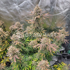 Lemon_Pie_Auto_seminka_konopi