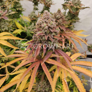 Lemon_Tree_seminka_konopi