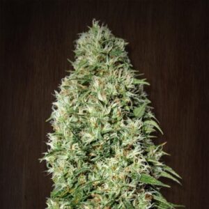 Ace seeds - Orient Express | Feminized cannabis seeds - Image 12