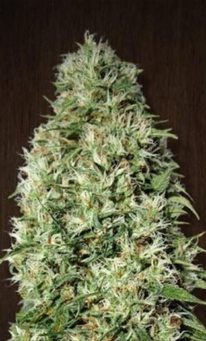 Levná semena nejlepšího konopí Orient Express