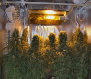 Levná semena nejlepšího konopí Orient Express