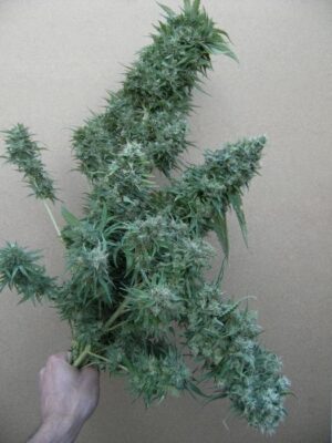 Levná semena nejlepšího konopí Orient Express