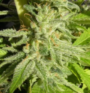 Levná semena nejlepšího konopí Orient Express