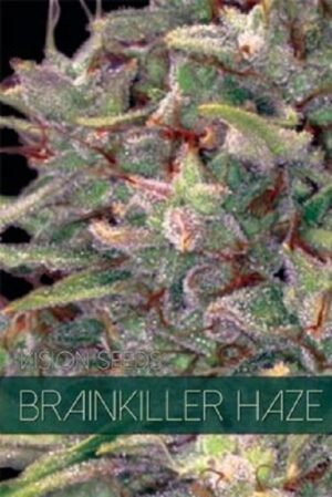 Levná semínka Ganji - BrainKiller Haze