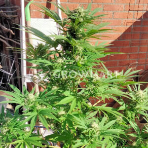 M.A.F._Mighty_Mstel_Freezeland_seminka_konopi