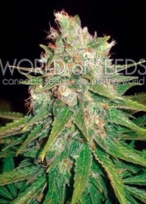 MAZAR X GREAT WHITE SHARK