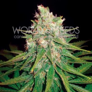 MAZAR X GREAT WHITE SHARK