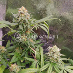 MEGATON_Feminizovane_seminka_konopi