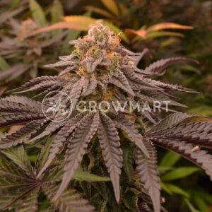 MIMOSA_X_ORANGE_PUNCH_seminka_konopi