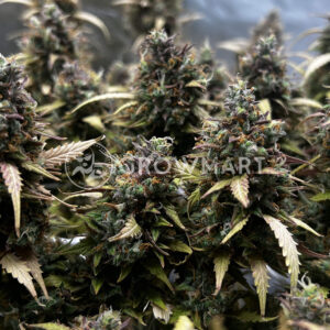 MIMOSA_X_ORANGE_PUNCH_AUTO_seminka_konopi