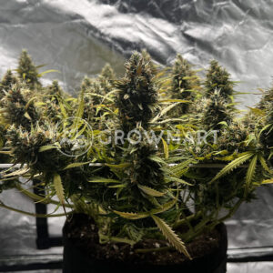 MIMOSA_X_ORANGE_PUNCH_AUTO_seminka_konopi