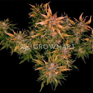 MOKUMS_TULIP_AUTO_seminka_konopi_2