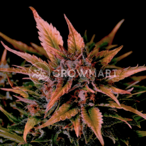 MOKUMS_TULIP_AUTO_seminka_konopi_3