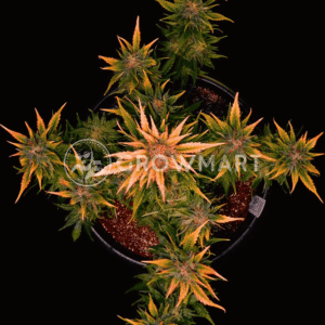 MOKUMS_TULIP_AUTO_seminka_konopi_1